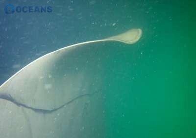 Polished propeller blade seen underwater after repair